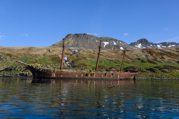 Obraz premium Bayard wreck in Ocean harbour on South Georgia