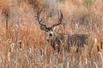 Large Mule Deer Buck