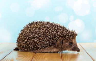 Funny little hedgehog on the table, on light blue