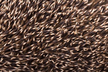 The spines of the hedgehog, a close-up