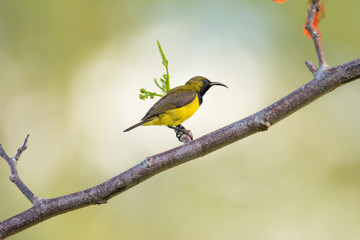 A small olive bird sits on a branch and looks into the distance