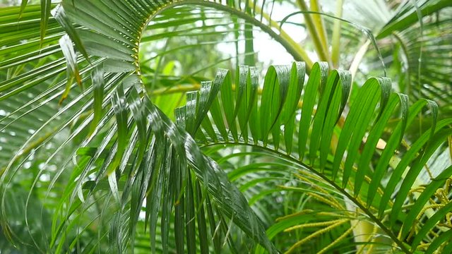 Wet rainy palm leafs blowing by the wind in tropical island. Slow motion. 1920x1080