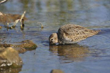 Little bird looks for food in water