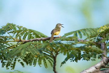 Olive green Tanager sits on a branch with an open beak