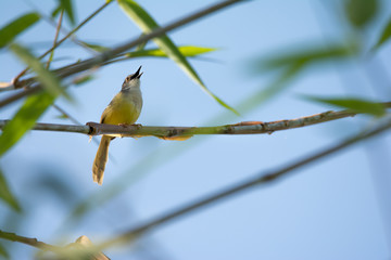 Olive green Tanager sits on a branch with an open beak