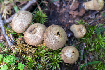Mushrooms Lycoperdon pyriforme raincoats on the old stump