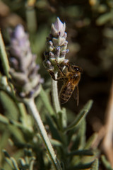 Abeja extrayendo polen