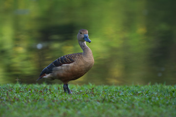 Beautiful duck is standing on the green lawn