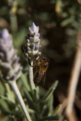 Abeja, sobre flor de lavanda
