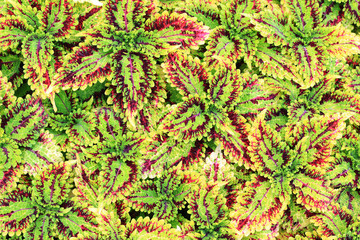 coleus leaf background
