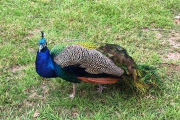 Fototapeta premium Peacock