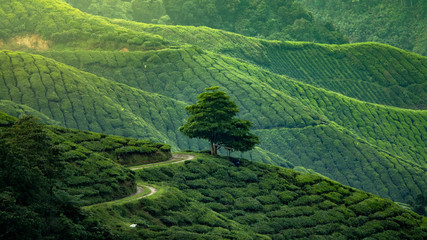 Green tea field big tree