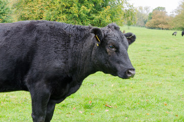 Black Cow