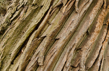 Tree bark