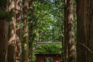 Fototapeta premium 隠神社奥社 随神門と参道