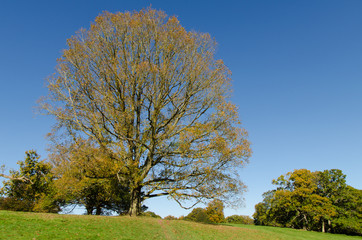 Blue sky, hill and a tree