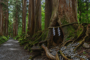 戸隠神社奥社参道の杉並木