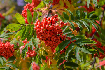 Red ashberry in autumn a big bunch