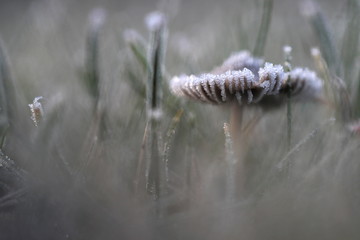 Pilz im Winter bei Frost