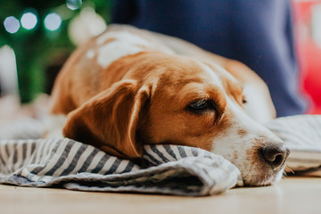 Beagle dog lies on the floor against the background of a Christmas tree