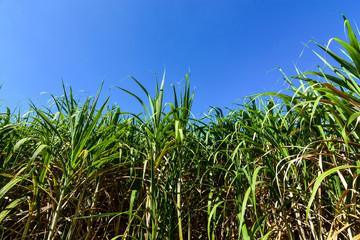 Sugar cane plantation in Thailand Nectar Raw materials for sugar production.

