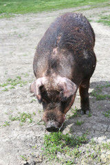Mighty duroc breed pig eating on meadow