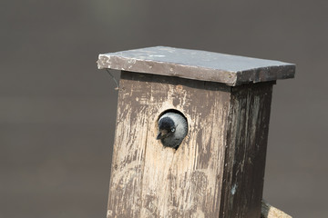 Western jackdaw