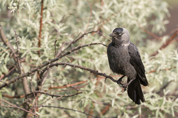 Western jackdaw