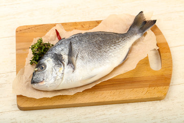 raw dorada fish