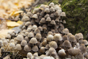 Lot of trash on the old stump. Nature