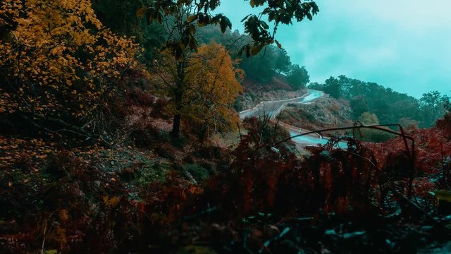 Annaba, Algeria, forest road morning fog time lapse 