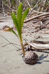 Coconut - Costa Rica