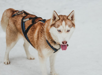  Husky dog