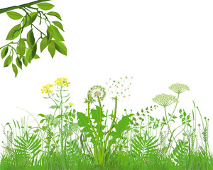 Gräser mit Kräutern und Blumen, Illustration