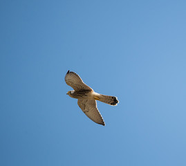 falco grillaio