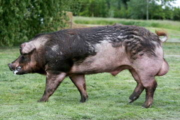 Closeup of young pig on green background atrural bio pig farm