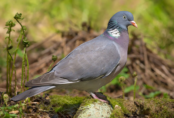 Common wood pigeon stands on an old mossy branch