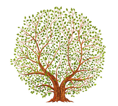 Old tree illustration