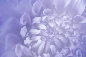 Floral  blue-violet-white background. Background of a  chrysanthemum flower close-up. Macro. Nature.