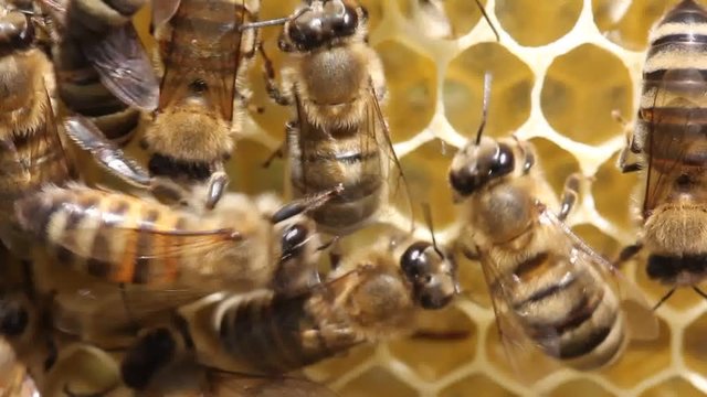 
Active work of colony of bees. Bees build honeycombs. Work in a team.
