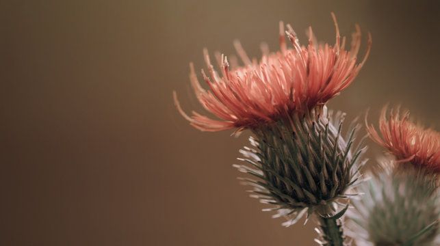 Floral brown background. Red thorny thistle flower. A red flower on a  violet background. Closeup.  Nature.
