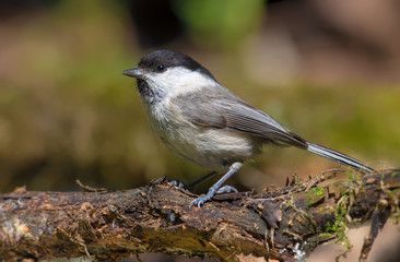 Willow Tit posing on a curvy branch