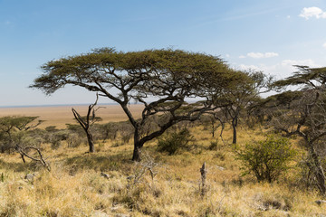 Naklejka na ściany i meble Tansania - Nationalpark Serengeti