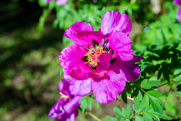 Fototapeta premium Tree-like peony of pink color in the botanical garden