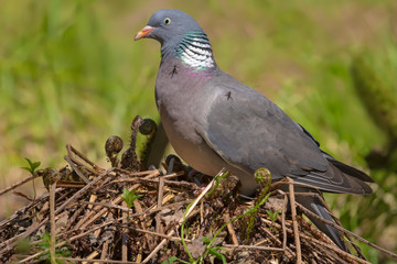 Common wood pigeon with flyis on him sits on a fern mound