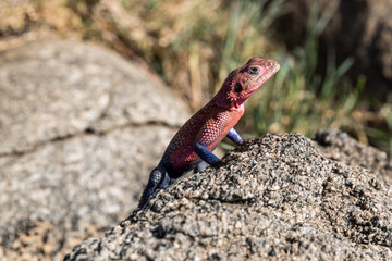 Siedleragame (Agama agama) 