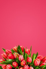 Tulips Flower card. fresh spring flowers with water drops. floral backdrop