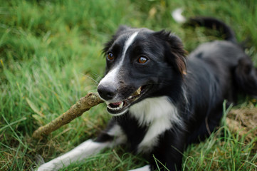 Black and White Dog Playing with Stick in the Park During Sunny Summer Day Outdoors.