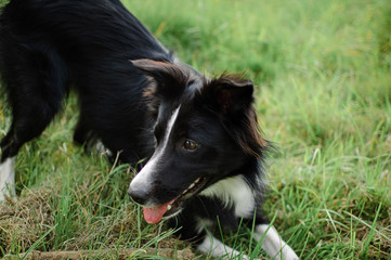 Outdoors Portrait of Black and White Dog Playing in the Park During Sunny Summer Day on Green Grass Background.