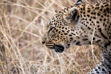 Leopard (Panthera pardus)